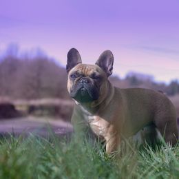 Lulu - French Bulldog