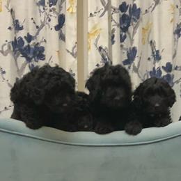 Sheepadoodle Puppies from Riley Grace Puppies