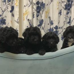 Sheepadoodle Puppies from Riley Grace Puppies
