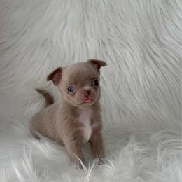 Aspen - 4,820 - Silver male Chihuahua puppy in Houston, Texas from The Chihuahua Haus
