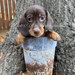 Dakota - Chocolate and tan male Dachshund puppy in Frisco, Texas from Macks Mini Dachshunds