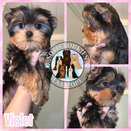Violet - Black and tan female Yorkshire Terrier puppy in London, Kentucky from Soto Yorkies