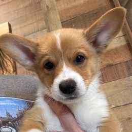 DAVE - Sable male Pembroke Welsh Corgi puppy in Hinton, Oklahoma from Green Cloud Ranch