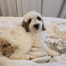 Oak - Parti male Goldendoodle puppy in Fordland, Missouri from K&K's Puppy Kingdom