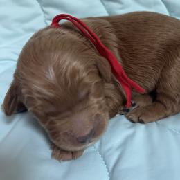 Carter - Red  male Goldendoodle puppy in Placerville, California from New Dawn Poodles and Doodles