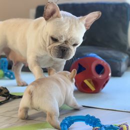 French Bulldog, Goldendoodle, and Golden Retriever Puppies from Crystal Coast Kennels, LLC