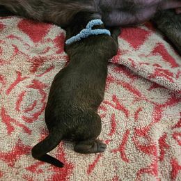 Flannel - Brown and white male Portuguese Water Dog puppy in Beverly Hills, Florida from Allegiance Portuguese Water Dogs
