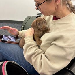 Chestnut - Wild boar and cream male Dachshund puppy in Lebanon, Ohio from Golden Acres Dachshunds