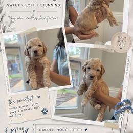 Blue - Apricot male Goldendoodle puppy in Spring, Texas from The Doodle Den