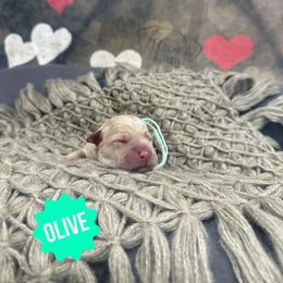 Olive - Yellow female Dilute Retriever puppy in Forest City, Iowa from Helm Labs