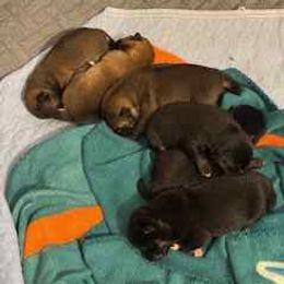 Shiba Inu puppies from The Queen of Shibas