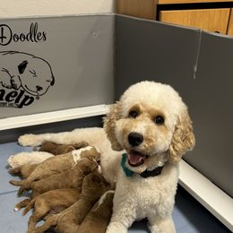 Goldendoodle Puppies from FrillyPaws Doodles