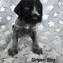 Green Boy - Black and white male German Wirehaired Pointer puppy in Potosi, Wisconsin from Point and Flush Gun Dogs