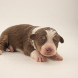 Bonnet - Red tri-color female Australian Shepherd puppy in Placerville, California from BFF Aussies