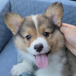 Colton - Sable male Pembroke Welsh Corgi puppy in Purcellville, Virginia from Rhone River Farm Pembroke Welsh Corgis