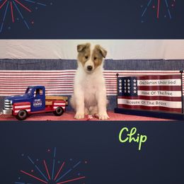 Chip - White merle male Collie puppy in St Augustine, Florida from Saltwater Collies LLC