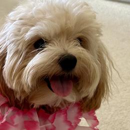 Maltese and Maltipoo All Grown Up from Chez Lexi Kennels