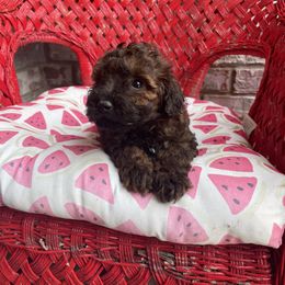 Maltese, Poodle, and Shih Tzu Puppies from Happy puppies