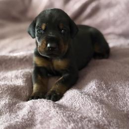 Boy 3 - Black and rust male Doberman Pinscher puppy in Lake City, Florida from Paintedcrazy Doberman Pinchers