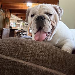Tallow - Bulldog