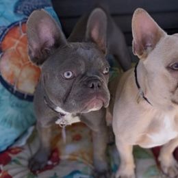 French Bulldogs from House of Cassell