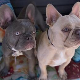 French Bulldogs from House of Cassell