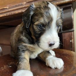 Bandit - Tri-color male Bernedoodle puppy in Superior, Arizona from Mountain Bridge Doodles
