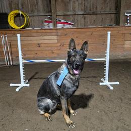 Riska - German Shepherd