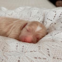 Vail, Girl - Cream female Goldendoodle puppy in Maricopa, Arizona from Desert Ridge Doodles
