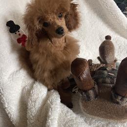 Zoey - Red  female Poodle puppy in Hardinsburg, Indiana from KC Recherche'