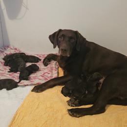 4th Available - Chocolate female Labrador Retriever puppy in Eugene, Oregon from Humphrey Retrievers