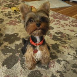 Diggity - Yorkshire Terrier
