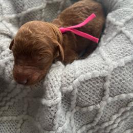 Pink - Red  female Poodle puppy in Lima, Ohio from Buckeye Red Standard Poodles