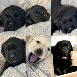 Labrador Retriever Puppies from Tripp Labradors