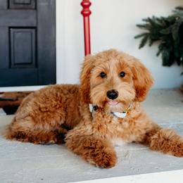 Hazel - Goldendoodle