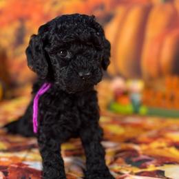 Hera (Purple Collar) - Black female Goldendoodle puppy in Lake Panasoffkee, Florida from Donnas Deluxe Doodles LLC