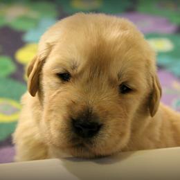 Golden Retriever Puppies from SunKissed Golden Retrievers