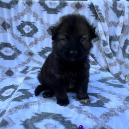 Laika - Sable female German Shepherd puppy in New Cambria, Missouri from Des Hausraben Shepherds