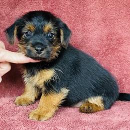 Black and Tan Collar Female - Black and tan female Norfolk Terrier puppy in Bristol, Tennessee from Holston Hollow Farm