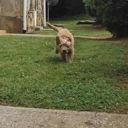 Daisy - Cream female Goldendoodle puppy in Knoxville, Tennessee from Kokoh Doodles