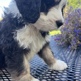 Bernedoodle Puppies from Busacker Babies