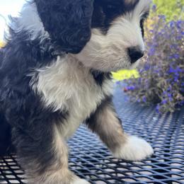 Bernedoodle Puppies from Busacker Babies