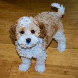 Australian Labradoodle Puppies from NorthStar Labradoodles, LLC.