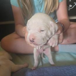 Nash - White male American Bulldog puppy in Abita Springs, Louisiana from Slumski's Bulldogs