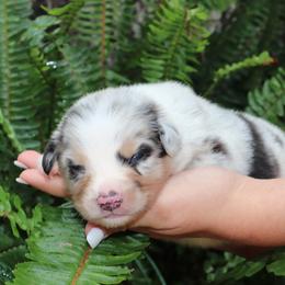 Cowboy - BMM2 - Blue merle male Miniature Australian Shepherd puppy in Goliad, Texas from Sassy Lil Aussies and Diamond W Poodles