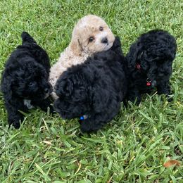 Poodle puppies from Puppie Poos 4 U