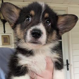 Puppuchino (Green Collar Male) - Black and tan male Pembroke Welsh Corgi puppy in Stoystown, Pennsylvania from Willow Grove Corgis