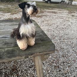 Egypt - Miniature Schnauzer