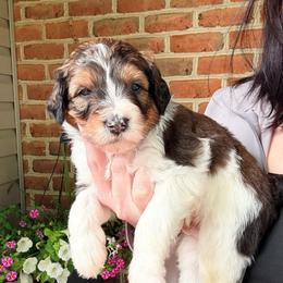 Raptor - Tri-color male Bernedoodle puppy in Denver, Pennsylvania from Greenview Puppies