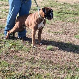 Groot - Boxer